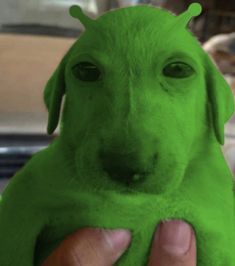 a person holding a green dog in their hand