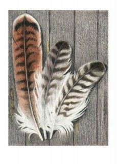 a drawing of two feathers resting on a wooden planked surface, one is brown and the other is white