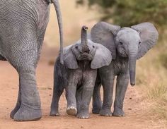 an adult elephant walking with two baby elephants on a dirt road in front of trees