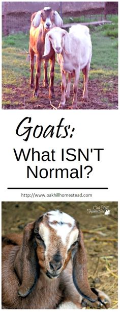 goats what isn't normal? and an image of two goats with their heads touching each other