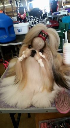 a dog with long hair sitting on a table