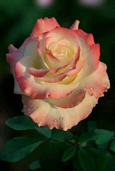 a pink and white rose with water droplets on it's petals, in front of green leaves