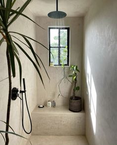 a bath room with a plant and a window