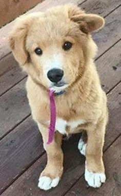 a brown dog sitting on top of a wooden floor