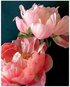 three pink flowers with green stems in front of a black background and white border around the edges