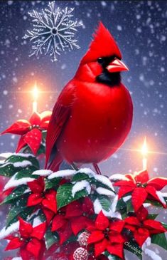 a cardinal sitting on top of a poinsettia with candles in the background