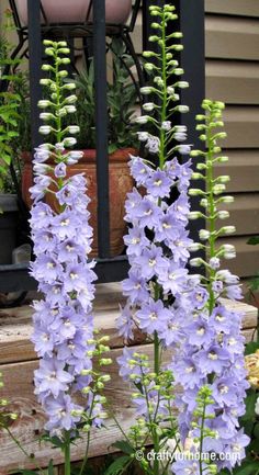 purple flowers are blooming in front of a window