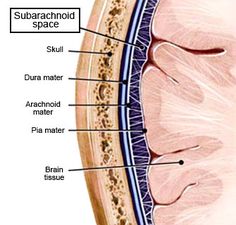 the structure of the human eye