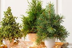 three potted evergreen trees sitting on top of a wooden table next to each other