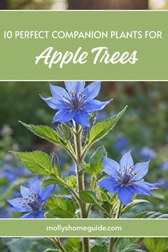 blue flowers with green leaves and text overlay that says 10 perfect companion plants for apple trees