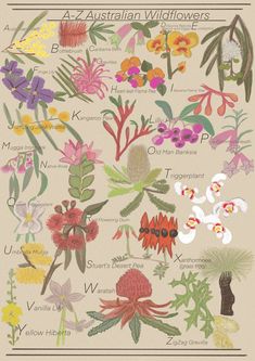 the australian wildflowers poster is shown with many different types of flowers and their names