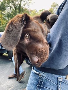 a person holding a brown dog in their arms