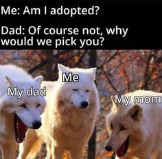 three white wolfs walking in the woods with text that reads me am adopted? dad of course not, why would we pick you?