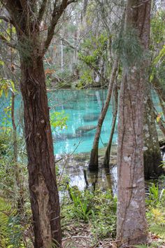 the blue river is surrounded by trees and plants