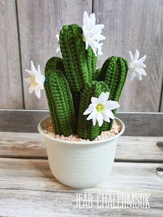 a green cactus with white flowers in a pot