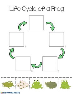 the life cycle of a frog worksheet for kids to learn how to draw