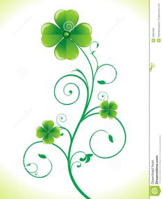 four leaf clovers with swirly stems on a white background stock photo - image