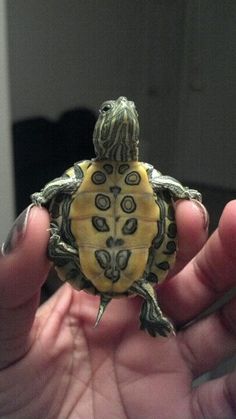 a small turtle sitting on top of someone's hand