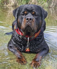 a large black dog laying in the water