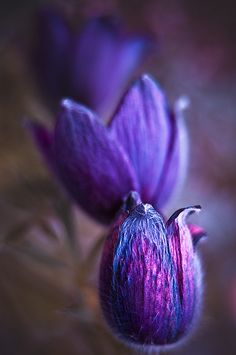 two purple flowers that are next to each other