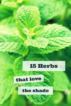 green leaves with the words 15 herbs that love the shade on top and bottom right corner