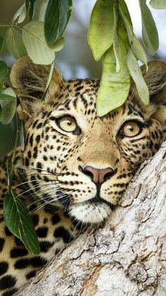 a close up of a leopard in a tree with leaves on it's head