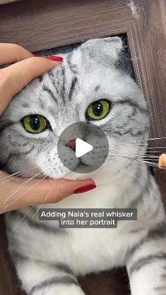 a cat is being petted by a woman's hand with the caption, adding nala's real whisker into her portrait