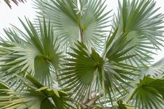 the top part of a palm tree with green leaves and white sky in the background