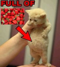 a small white kitten sitting on top of a person's hand next to a pile of strawberries