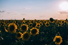 the sun shines brightly on a large field of sunflowers