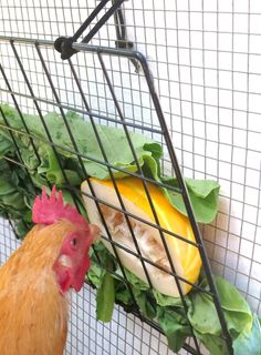 a chicken standing next to a basket filled with lettuce