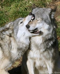 two gray wolfs are playing with each other