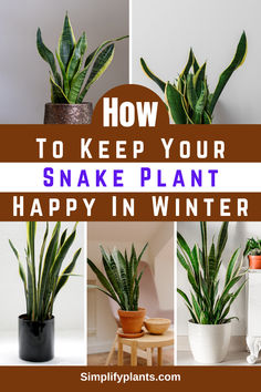 how to keep your snake plant happy in winter