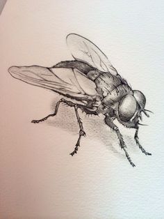 a drawing of a fly sitting on top of a piece of paper