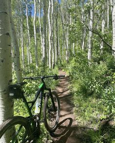 a bike parked next to a tree on a dirt path in the woods with lots of trees