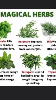 the health benefits of herbs and how to use them