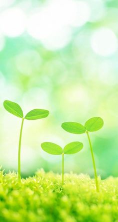 two small green plants sprouting out of the ground with sunlight shining on them