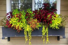 a window box filled with lots of colorful flowers