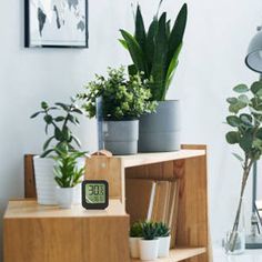 some plants are sitting on top of a shelf