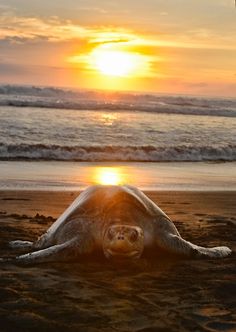 a sea turtle laying on the beach at sunset