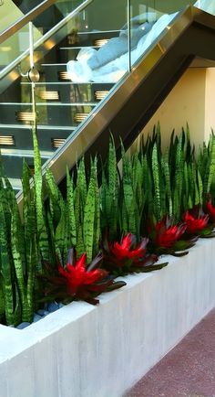 some red and green plants in front of a stair case