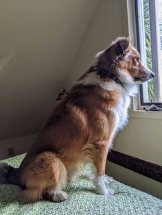 a brown and white dog sitting on top of a bed next to a window sill