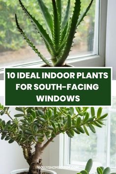 a potted plant with the words 10 ideal indoor plants for south - facing windows