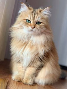 a long haired cat sitting on the floor looking at the camera with blue eyes and whiskers