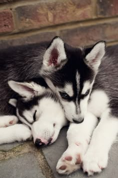 two husky puppies cuddle together on the ground