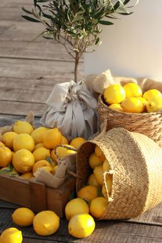 some lemons are sitting on the ground next to bags and a potted plant