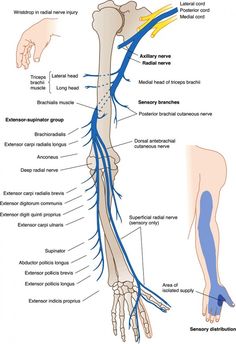 Radial Nerve Roots - Bing Images Radial Nerve, Sistem Saraf, Elbow Braces, Anatomy Physiology, Muscle Anatomy, Hand Therapy