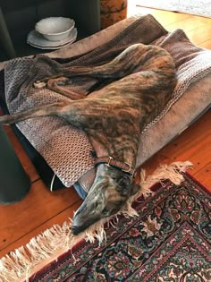 a dog laying on top of a bed covered in a blanket next to a rug