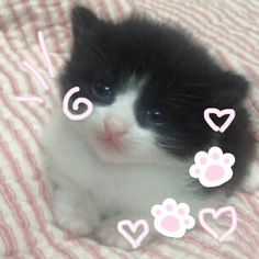 a black and white kitten laying on top of a bed with pink hearts around it