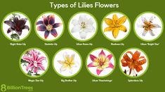 eight different types of lilies flowers